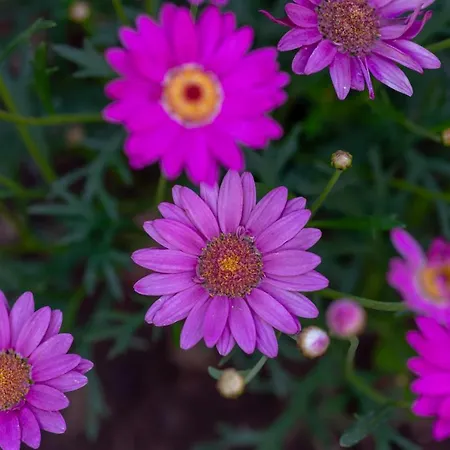 Villa Laurus Brac Sumartin