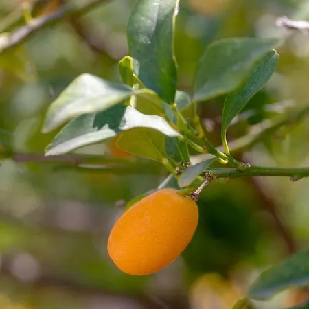 Villa Laurus Brac * Sumartin